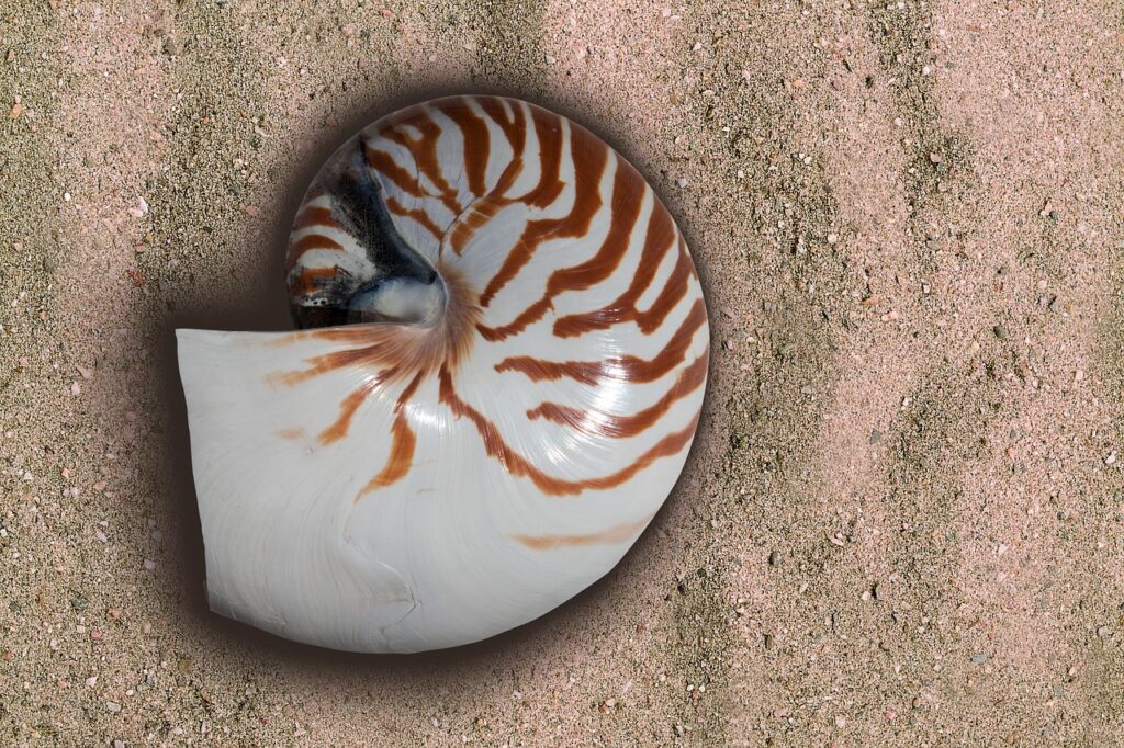 Nautilus Shell Minecraft